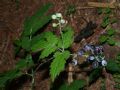 Actaea spicata